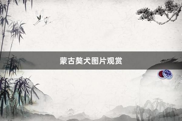 蒙古獒犬图片观赏